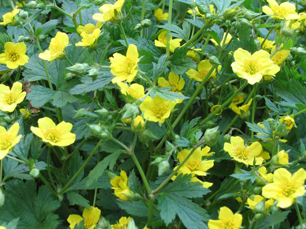 n_n_b_17  Waldsteinia.jpg